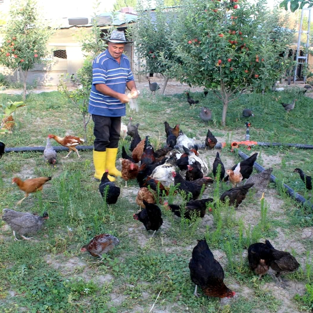 Çocukluk hayali için esnaflığı bıraktı, 20 yıldır kanatlı hayvan üretiyor
