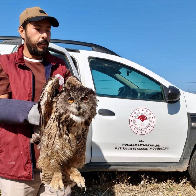 Yaralı puhu kuşu koruma altına alındı
