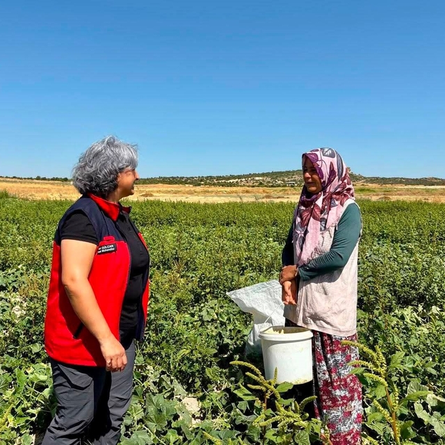 Turşuluk salatalık hasadı sürüyor