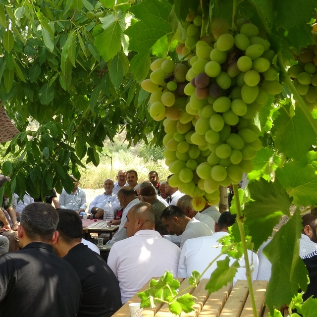 Batman'da mezrone üzümü için tarihi adım: Bağlıca köyünde kooperatifleşme h...