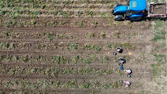 Patates diyarı Bolu'da zorlu hasat mesaisi başladı
Tarlada kilogramı 24 ila 28 liradan alıcı bulan patatesin fiyatı, tüketiciye 40-45 liradan ulaşıyor
