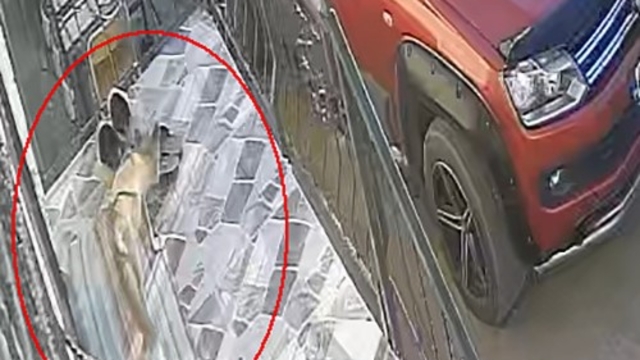 Kedi, köpek sandığı terlik hırsızı tilki çıktı
Tilkinin evin önündeki terliği alıp gittiği anlar güvenlik kamerasına yansıdı