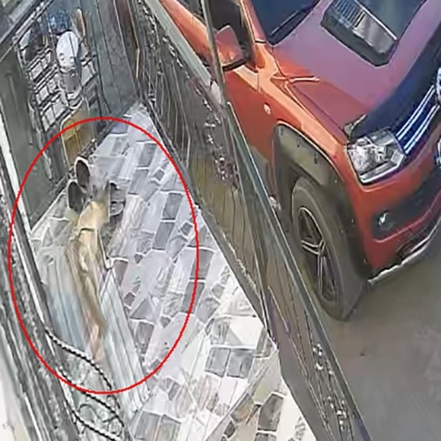 Kedi, köpek sandığı terlik hırsızı tilki çıktı
Tilkinin evin önündeki terli...