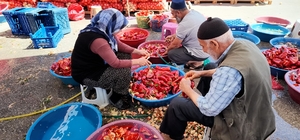 Niğde'de kışlık salça mesaisi başladı
