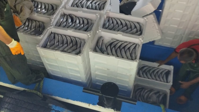 Sezonun ilk gününde avlanan palamutlar İnebolu Limanı'na geldi