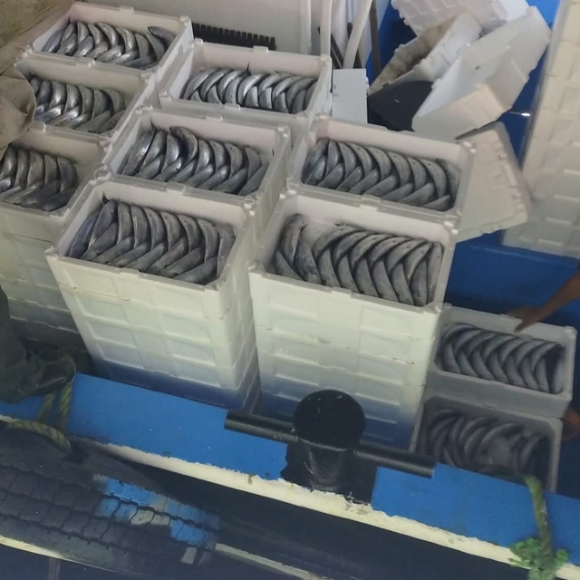 Sezonun ilk gününde avlanan palamutlar İnebolu Limanı'na geldi