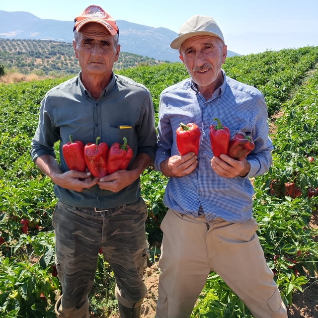 Salihli'de kapya biberde hasat zamanı