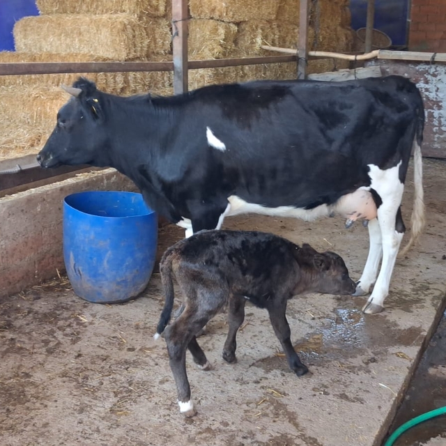 Gölcük'te iki gündür kayıp olan gebe inek, yavrusuyla ahıra döndü