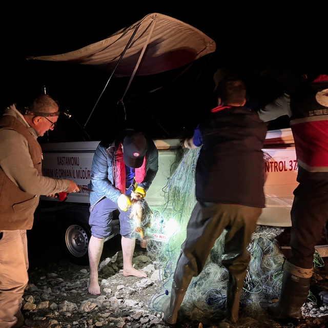 Kastamonu'da barajdan 2 bin 500 metre ağ çıktı, kurtarılan 225 sazan gölete...