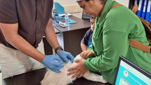 Hatay'da kuduz aşılama çalışmaları sürüyor
