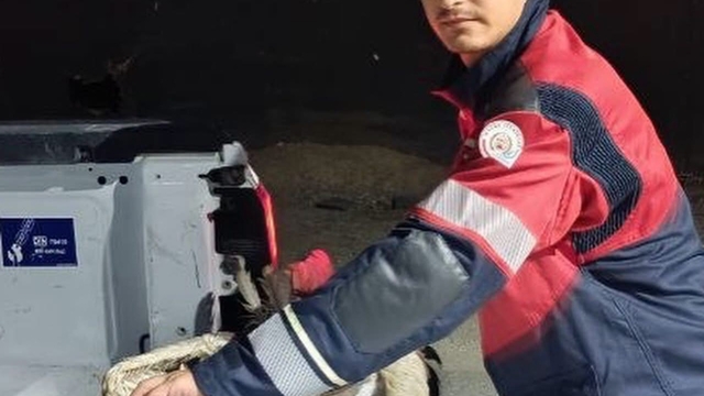 Arsuz'da kayalıklarda yorgun düşen leylek kurtarıldı