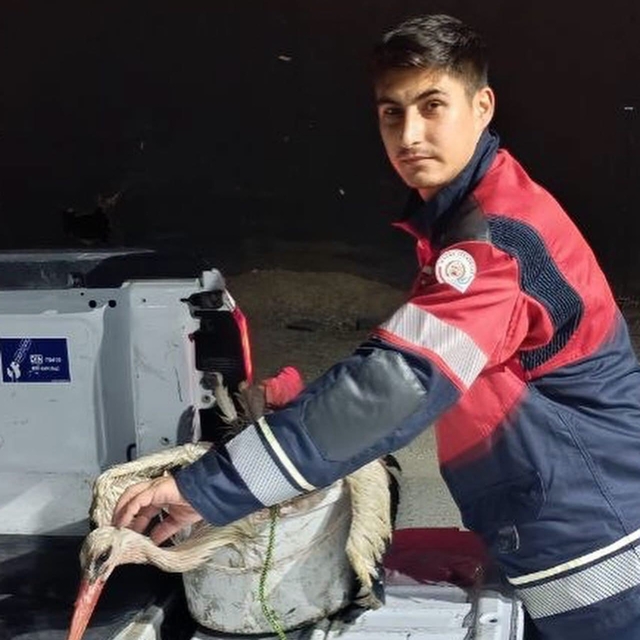 Arsuz'da kayalıklarda yorgun düşen leylek kurtarıldı
