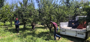 Anjelik erik, kurutmalık, pestil ve pekmez olarak sofralara geliyor