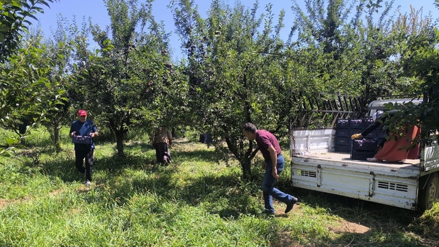 Anjelik erik, kurutmalık, pestil ve pekmez olarak sofralara geliyor
