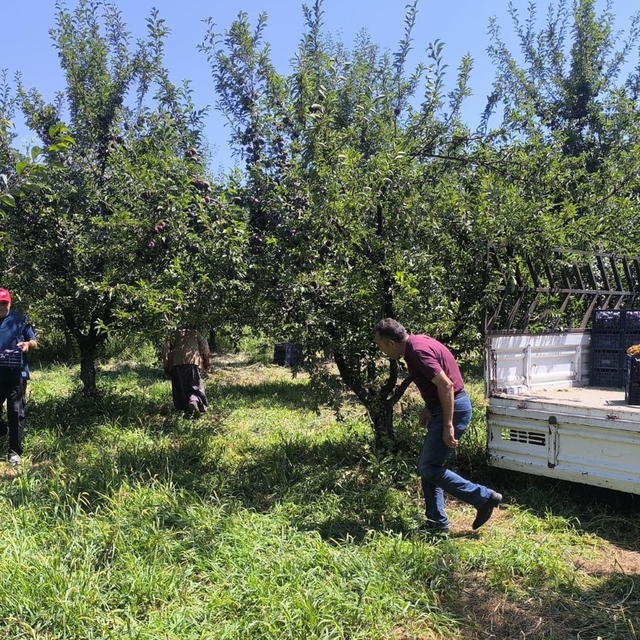 Anjelik erik, kurutmalık, pestil ve pekmez olarak sofralara geliyor