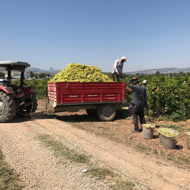 Güneyli üzüm üreticilerinden alıcılara fiyat tepkisi