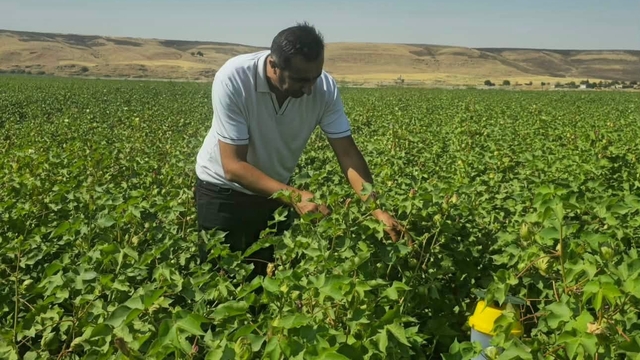 Cizre'de pamuk tarlalarında biyoteknik mücadele nöbeti