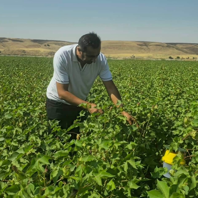 Cizre'de pamuk tarlalarında biyoteknik mücadele nöbeti