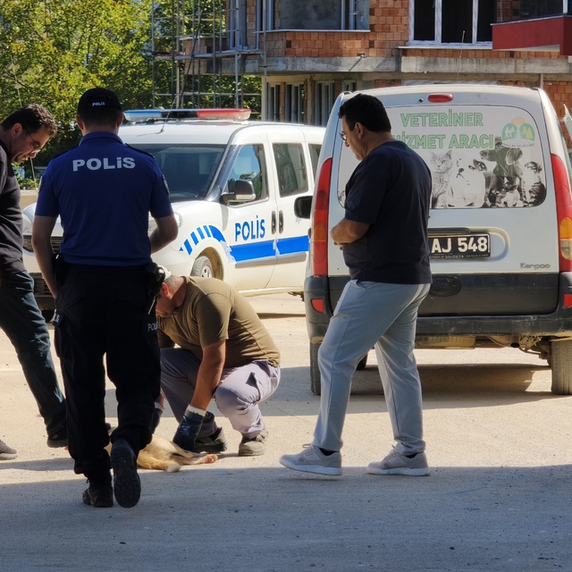 Sinop'ta sokak köpeği silahla vurularak öldürüldü