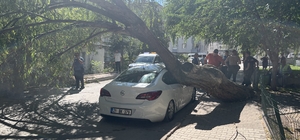 Niğde'de park halindeki otomobilin üzerine ağaç devrildi