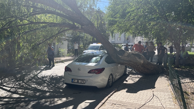 Niğde'de park halindeki otomobilin üzerine ağaç devrildi