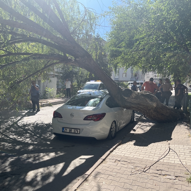 Niğde'de park halindeki otomobilin üzerine ağaç devrildi