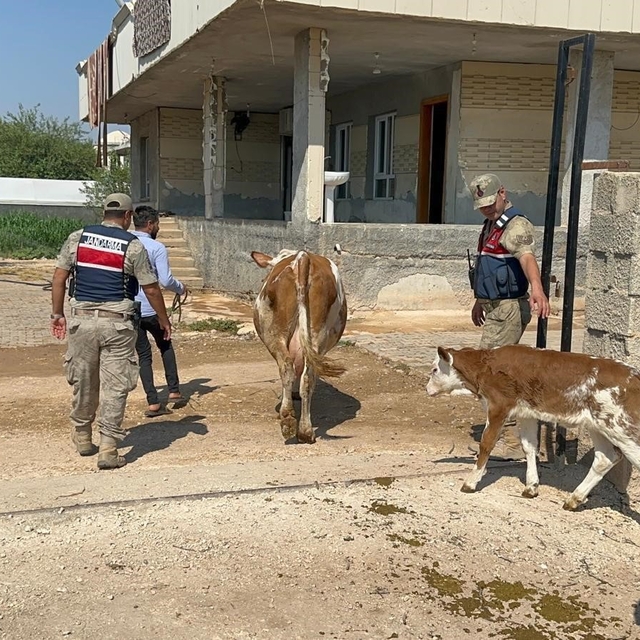 Şanlıurfa'da büyükbaş hayvan dolandırıcılığında 1 gözaltı