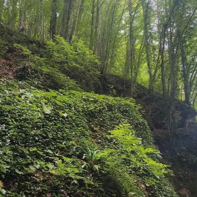 Fındık toplarken uçuruma yuvarlanan şahıs hayatını kaybetti