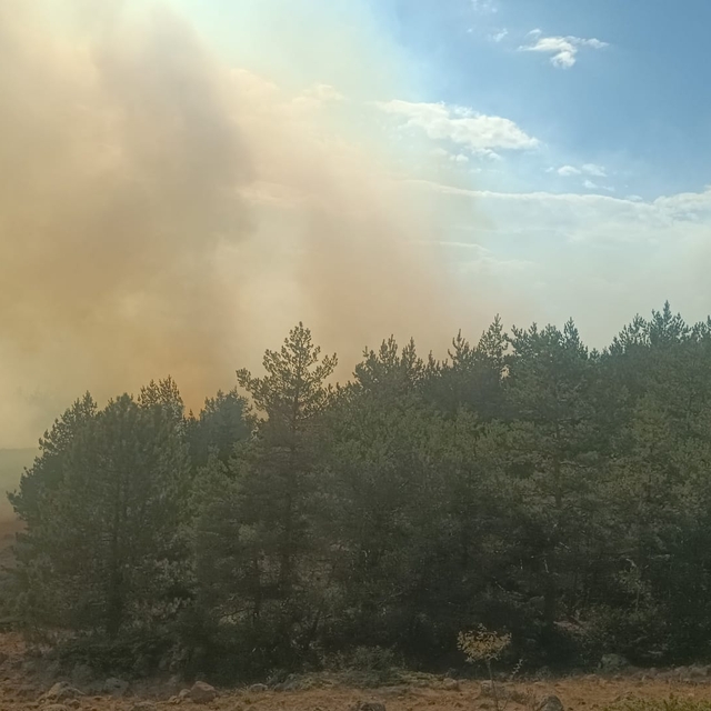 Anız yangınında alevler ormana sıçradı