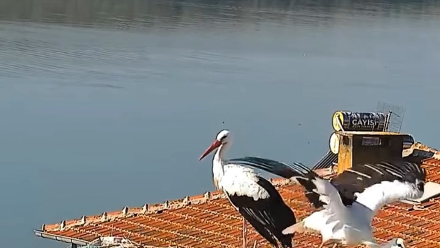 Yaren leylek ve eşi Nazlı yuvadan ayrıldı