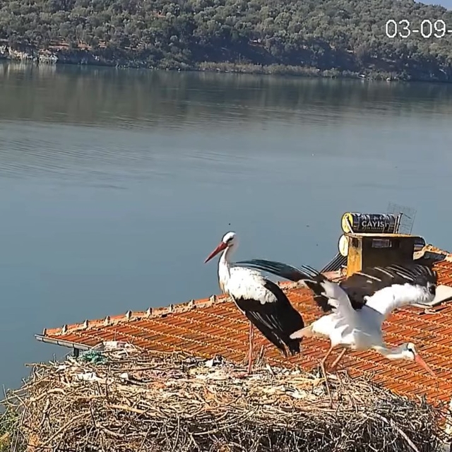 Yaren leylek ve eşi Nazlı yuvadan ayrıldı
