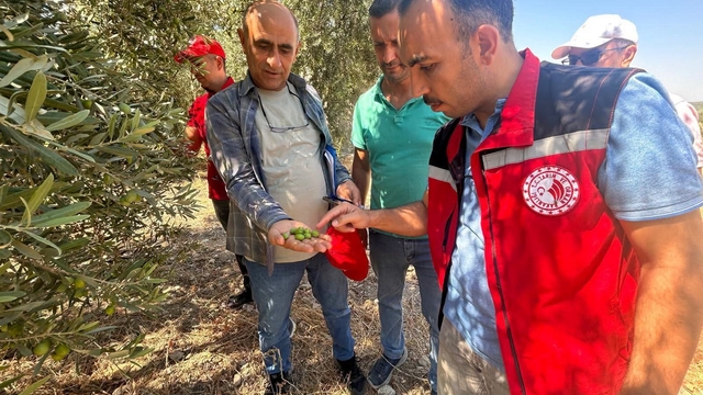 Manisa'da 2026 zeytin ve zeytinyağı rekoltesi sahada belirlenecek