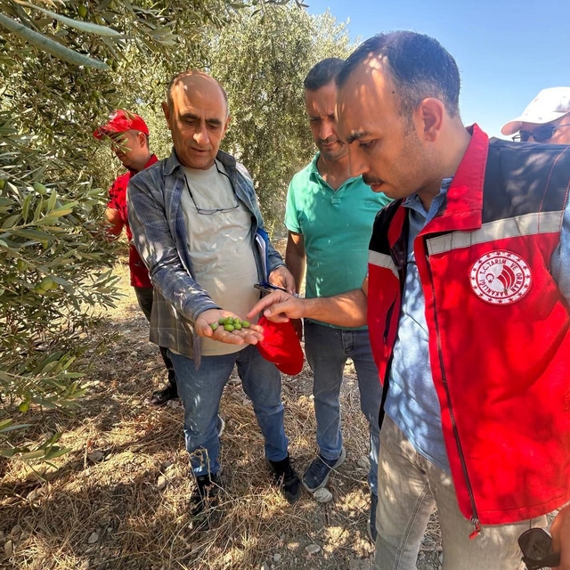 Manisa'da 2026 zeytin ve zeytinyağı rekoltesi sahada belirlenecek