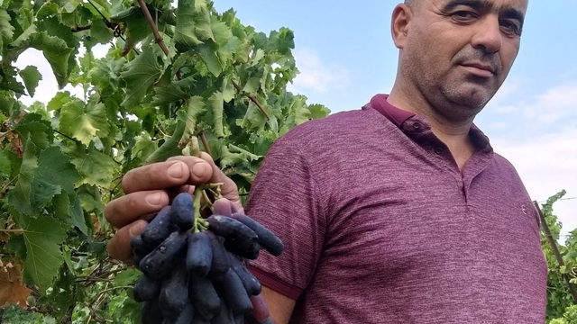 Sarıgöl'de yeni üzüm çeşidi merak uyandırdı