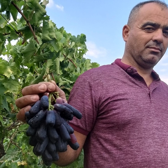 Sarıgöl'de yeni üzüm çeşidi merak uyandırdı