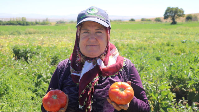 Ata tohumundan elde edilen Karahıdır domatesinde hasat 1 ay geç başladı