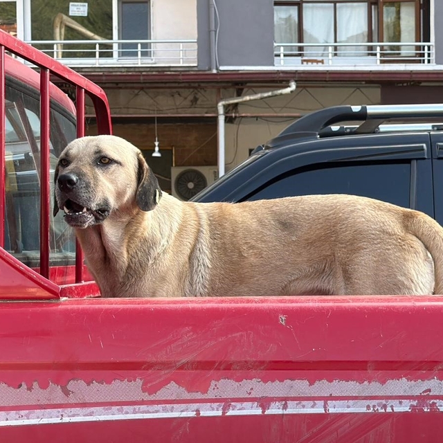 Bir kamyonetin kasasında başlayan yolculuk, sıra dışı bir dostluğa dönüştü...
