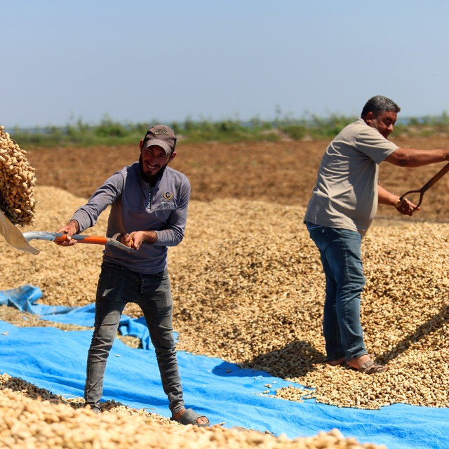 Yer fıstığında hasat başladı: 135 bin ton rekolte hedefleniyor
Türkiye'nin...