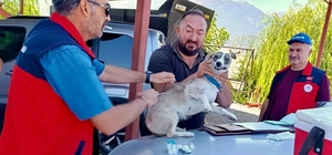 Çay'da evcil hayvanlara kimliklendirme ve kuduz aşısı yapıldı