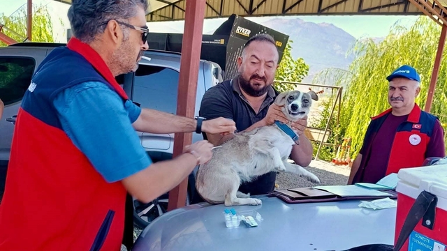 Çay'da evcil hayvanlara kimliklendirme ve kuduz aşısı yapıldı