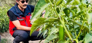 İscehisar'da jalapeno biber arazilerinde saha kontrolü