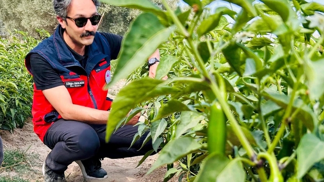 İscehisar'da jalapeno biber arazilerinde saha kontrolü