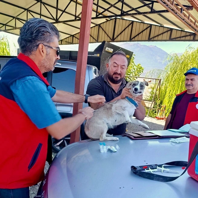 Çay'da evcil hayvanlara kimliklendirme ve kuduz aşısı yapıldı