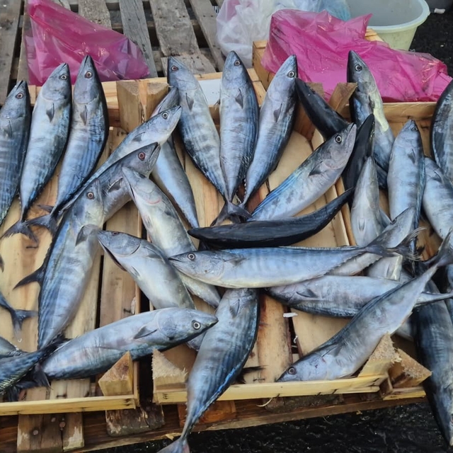 Tekirdağ'da palamut 75 TL'ye kadar düştü