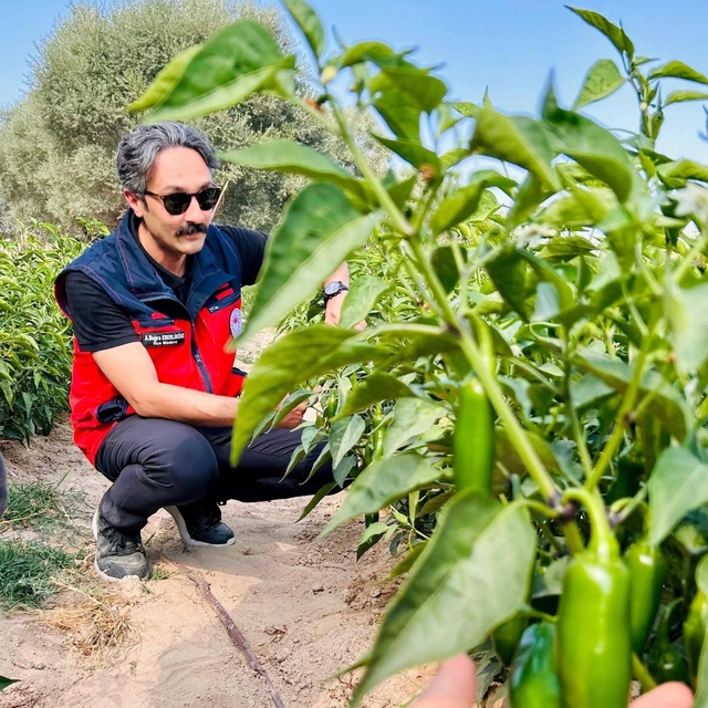 İscehisar'da jalapeno biber arazilerinde saha kontrolü