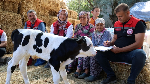Muğla'da yeni doğan buzağı seferberliği