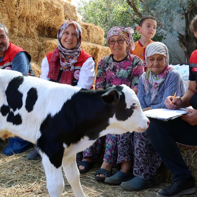 Muğla'da yeni doğan buzağı seferberliği