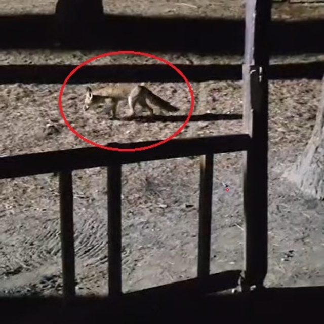 Yanına çağırdığı tilkiyi peynirle besledi