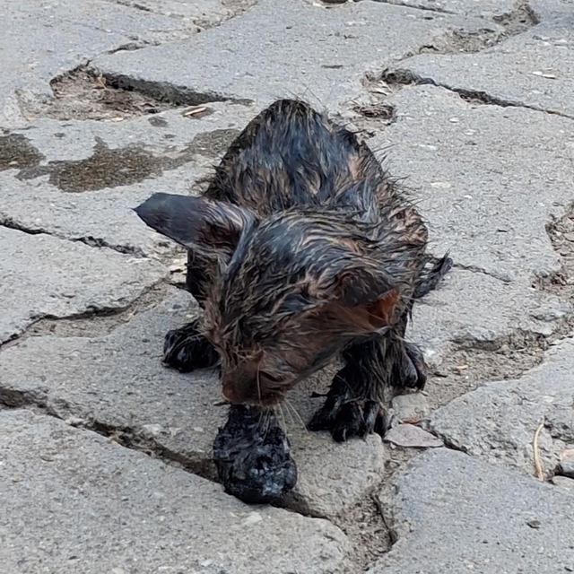 Zifte yapışan yavru kediyi itfaiyeciler kurtardı
