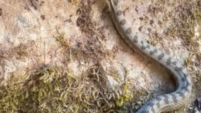 Kastamonu'da boynuzlu engerek yılanı görüldü
